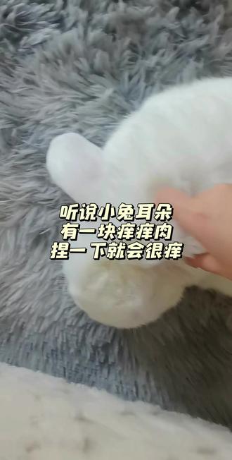 真的好像拨浪鼓#兔#垂耳兔 #太可爱了