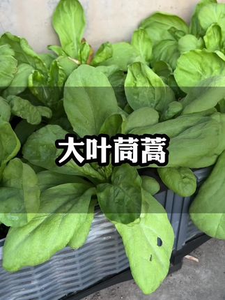 大叶茼蒿分枝能力强,可多茬采收#家庭种植#种植小技巧 #蔬菜种子#茼蒿#阳台种菜