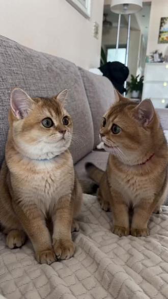 净说大实话!#AI猫咪的工资谎言 #随变ai随便玩