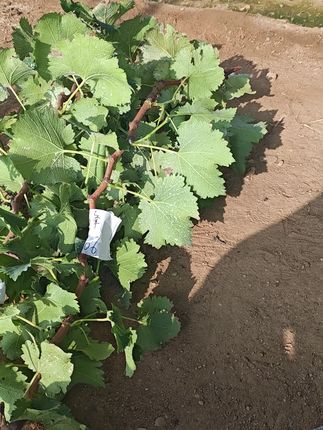 巨峰2年壮苗现挖现发,带土球发货,很粗壮,巨峰一共还有不到80棵,喜欢的直接链接下单,越早拍发货越壮#巨峰葡萄