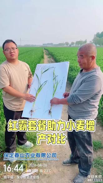 红霸小麦套餐一喷多防,红霸科技增产杀菌根多苗壮丰收中国1