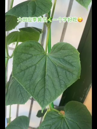 #健康蔬菜 #生命的力量 大田黄瓜🥒一个字😋好吃