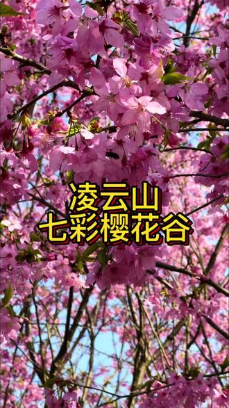 凌云山七彩樱花谷第一波早鸟票只要9块9!预计初五左右可开园赏樱花了,春节假期和春天赶紧先囤票、不用随时可退 #春节去哪玩 #亲子游玩好去处 #烟火顺庆惠享全城电商嗨购节#凌云山七彩樱花谷 #七彩樱花谷