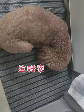 #宠物狗 #养狗人 #我家的毛孩子 #家有萌宠泰迪 #宠物vlog