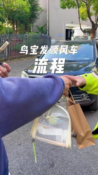 鸟宝发顺风车咯,我们的流程是这样的
#顺风车 #牡丹 #牡丹鹦鹉 #手养鹦鹉 #手养鸟