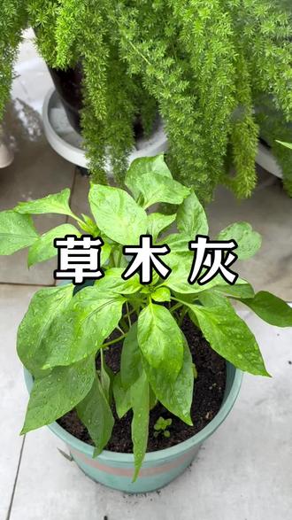 种菜撒些草木灰,老一辈人都是这么做的#我的小菜园#田园生活 #草木灰#防虫小妙招