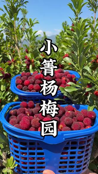 富民杨梅熟啦#杨梅季来啦 #杨梅成熟了 #舌尖上的杨梅 #吃杏的季节 #新鲜杨梅采摘