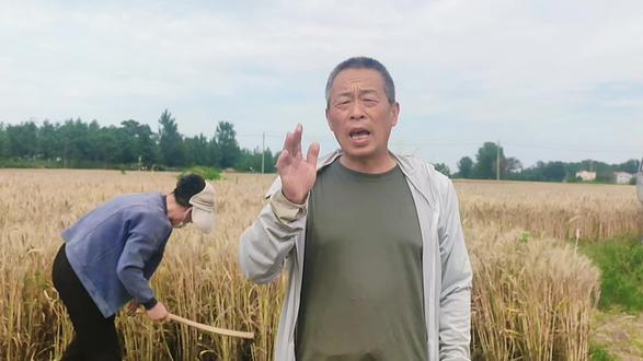 开镰啦!小麦收割正是开始了。 #小麦