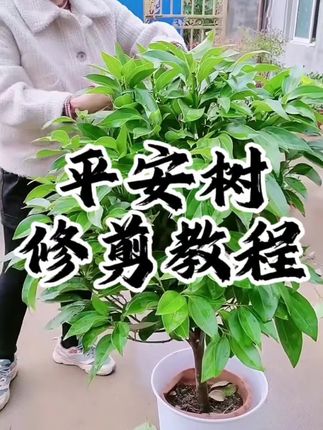 平安树 树形优美,枝繁叶茂,四季常绿,适合客厅摆放种植观赏。#平安树#花卉植物 #盆栽绿植