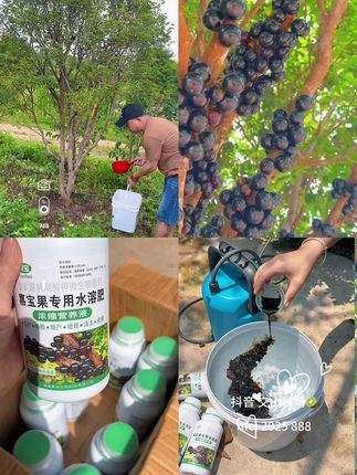 #果树管理 嘉宝果树生长缓慢。还黄叶掉叶,不开花不结果结果少等,使用嘉宝果水溶肥兑水稀释,根部浇灌,叶面喷施。助根系生长,生根发芽,促花挂果。提高果树产量#嘉宝果#水溶肥#种植小技巧#三农
