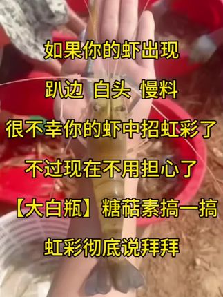 如果你的虾子出现趴边,白头,慢料不用怕,【大白瓶】糖萜素让虹彩彻底说拜拜#罗氏虾养殖#罗氏虾虹彩#抖音助农#大白瓶糖萜素@抖音小助手 @DOU+小助手 @我要上热门