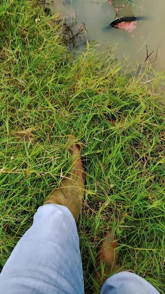 #真实户外 中国斗鱼 化州菩萨鱼