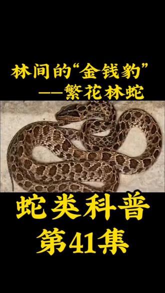 蛇类科普第41集‖繁花林蛇:游走在藤蔓间的“毒”色#科普知识 #蛇类科普 #繁花林蛇 #爬行动物