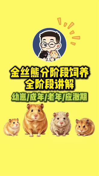 科学养熊✨金丝熊4个生长阶段照料详解 从小到大饲养方式一成不变
是很多金丝熊体质变差的核心原因
幼崽、成年、老年、应激特殊期
科学分阶段养护,温柔陪伴更长久
#金丝熊 #新手养金丝熊 #金丝熊饲养 #养宠进阶指南 #养鼠经验分享