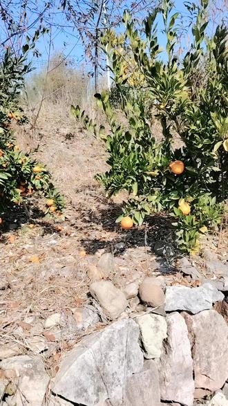 生活开始忙了,摘桔子又要剪桃枝