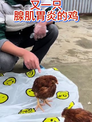 #科学养鸡#鸡病防治#鸡鸭鹅养殖#养鸡#三农