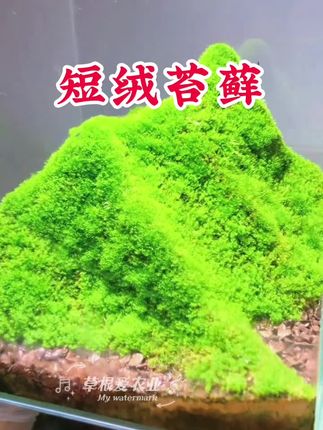 我买的这个短绒苔藓就仨特点,新鲜、好活,繁殖快!#苔藓 #花盆造景#短绒苔藓#苔藓微景观