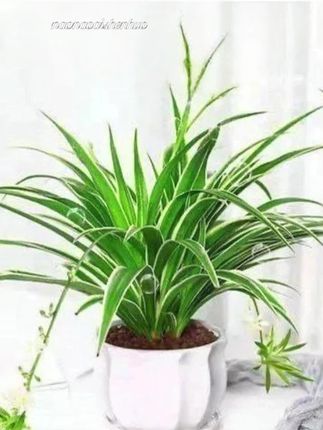#爱生活爱养花 #绿植盆栽 #家庭养花 #室内绿植