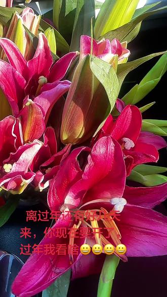 香水百合+剑兰,还没到年就集体炸场!醒花4小时,一夜全开,着花也着急过年啦,我过年看啥?#养花 #爱生活爱养花 #室内绿植 #记录真实生活