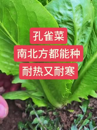 孔雀菜南方北方都可以种,耐寒耐热,种植简单撒子就可以。#孔雀菜种子 #孔雀菜种植 #孔雀菜籽 #种菜 #无限回购的宝藏单品