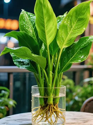 #金钻绿公主 #花花草草 #花卉绿植#爱生活爱养花 #养花人的乐趣 @抖加🔥上热门🔥dou+🔥热点宝