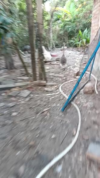 农村散养土鹅下鹅蛋 😊😜😜