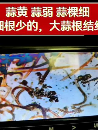 #根结线虫 寄生性线虫,肉眼看不见,只能在显微镜下可看得到#大蒜根结线虫 #大蒜种植 #大蒜种植技术 #咔线