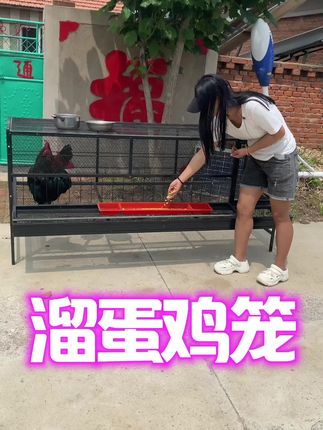 #新款防鸡吃蛋收蛋笼,螺丝安装,外喂食,防黄鼠狼 #鸡笼 #厂家直销一手货源 #养殖笼