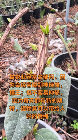 修剪后的蓝莓发芽了🌱