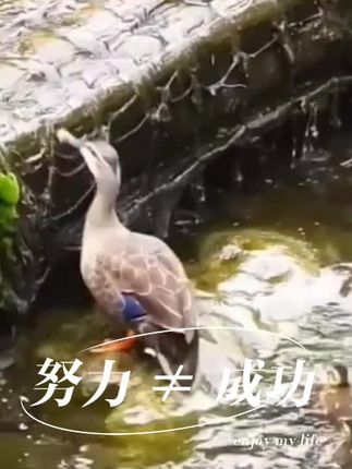 一味埋头努力是不够的,找到适合自己的方式,方法才是对的!#动物世界 #万物有灵 #难得一见 #神奇动物在抖音 #快来围观 @杰哥17