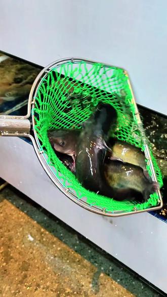 麻不二青花椒鲜鱼从捞鱼到上桌只要15分钟,保留了鱼肉的鲜嫩!配上来自成都的原材料,真的是太好吃了!鲜香麻爽!一口上头!#附近美食 #附近美食优惠团购 #大同美食真不赖 #鱼火锅 #成都美食