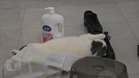 猫猫🐱对皮鞋👞有什么蜜汁执念吗?#给我擦皮鞋