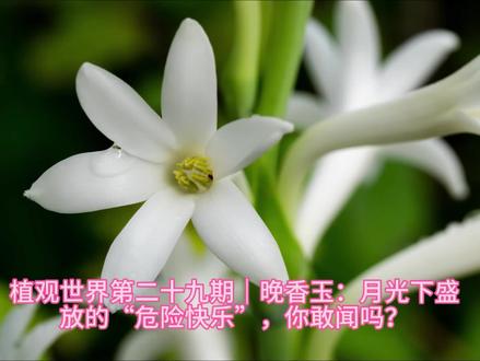 植观世界第二十九期|晚香玉:月光下盛放的“危险快乐”,你敢闻吗?#一草一花一世界 #创作者中心 #创作灵感 #晚香玉