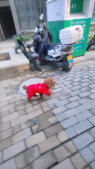 户外理发分享,儿童栗子头的修剪方法#户外理发 #栗子头 #男童发型