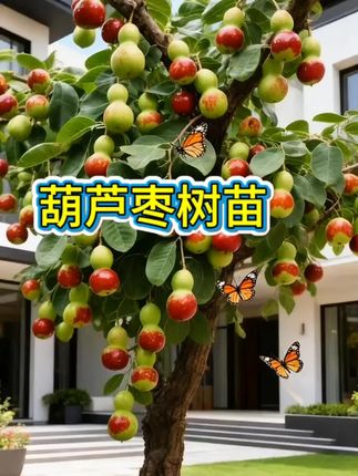 #葫芦枣树苗#葫芦枣 #葫芦枣树 #果树苗 #果树盆栽
