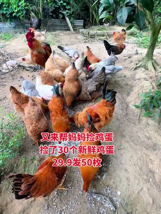 #土鸡蛋 #农家土鸡蛋 #土鸡蛋