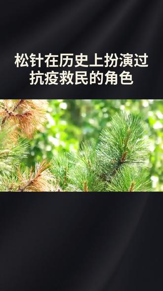 松针很常见,你知道药用价值吗?#中医 #中药材