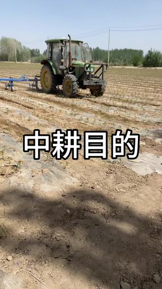 中耕的目的是疏松土壤,提升地温。#辣椒种植 #辣椒种植基地