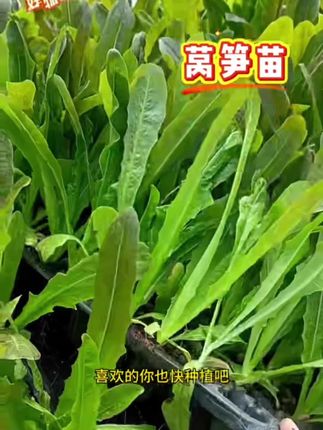 #莴笋苗 #蔬菜种植 #种植蔬菜 #阳台小院均可种植 #绿色种植