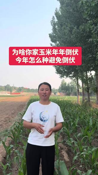 为啥玉米每年倒伏,怎么种预防倒伏