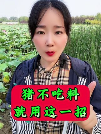 猪不吃料就用这一招 #养猪人 #养猪人加油干 #养猪人不容易 #养猪 #猪不吃 猪不吃料就用这一招