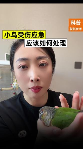 小鸟应激处理方法#鹦鹉#鹦鹉应激#鹦鹉日常#小太阳鹦鹉