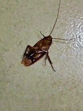 论《相处之道》#搞笑解说 #动物的迷惑行为 #萌宠 #搞笑视频