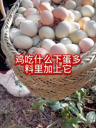 #养鸡#鸡鸭鹅多下蛋