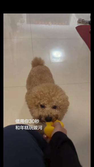 #小狗 #萌宠 #小斗 人 你也为本糕着迷吧~