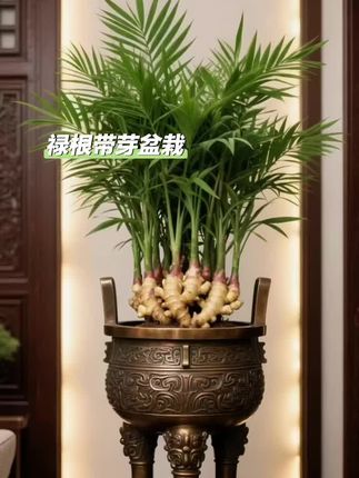 禄根带芽盆栽#花卉绿植养花 #绿植 #家里养花 #室内绿植 #禄根