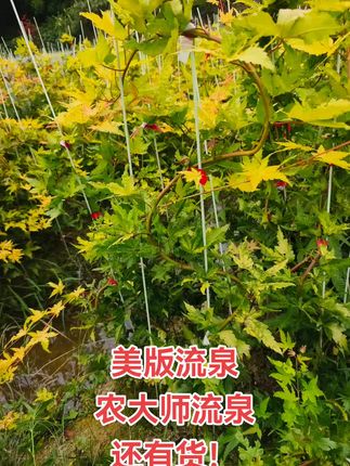 黄金流泉,还有货!#田园生活 #流泉枫 #花卉绿植 #羽毛枫 #红枫