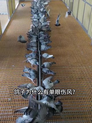 #鸽子#飞禽#鸟禽#单眼伤风#单眼棒