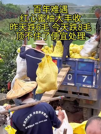 红心蜜柚大丰收了 #红心蜜柚成熟了 #红心蜜柚大量上市 #现摘现发新鲜到家 #新鲜应季水果#优质农产品