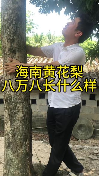 海南黄花梨八万八的料子到底怎么样?#海南黄花梨 #黄花梨 #海黄手串